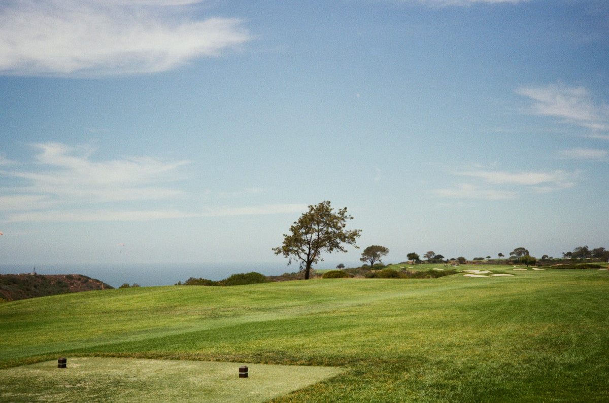torrey pines